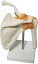 肩関節 鎖骨 肩甲骨 模型 モデル 人体 骨格 標本 靭帯 医学 学習用 実物大 (肩関節1個)