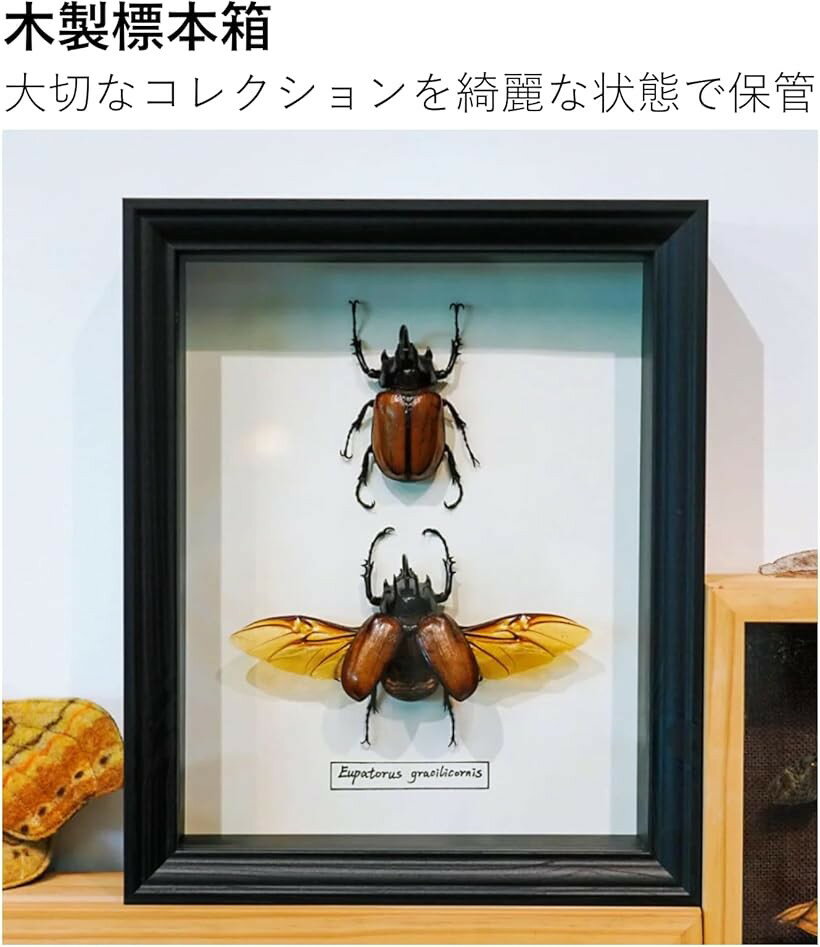 標本箱 シーラケース 昆虫 小型 木製 MDF (ブラック, 33x24x5.8cm)