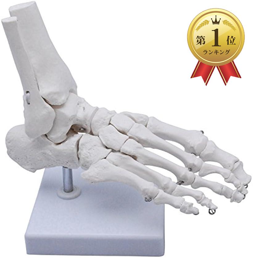 【楽天ランキング1位入賞】足骨モデル 足骨模型 関 節模型 足首 右足 標本 稼動タイプ(足首 稼動タイプ)