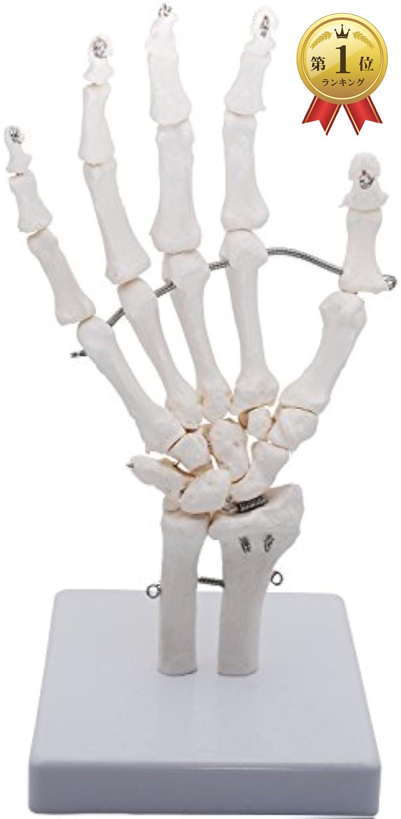 monolife 手関 節モデル 手 関 節 手骨格模型 教育模型 右手 (手首 稼動タイプ)