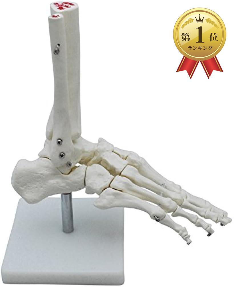 【楽天ランキング1位入賞】足骨モデル 足骨模型 関 節模型 足首 右足 標本 固定タイプ( 足首 固定タイプ)