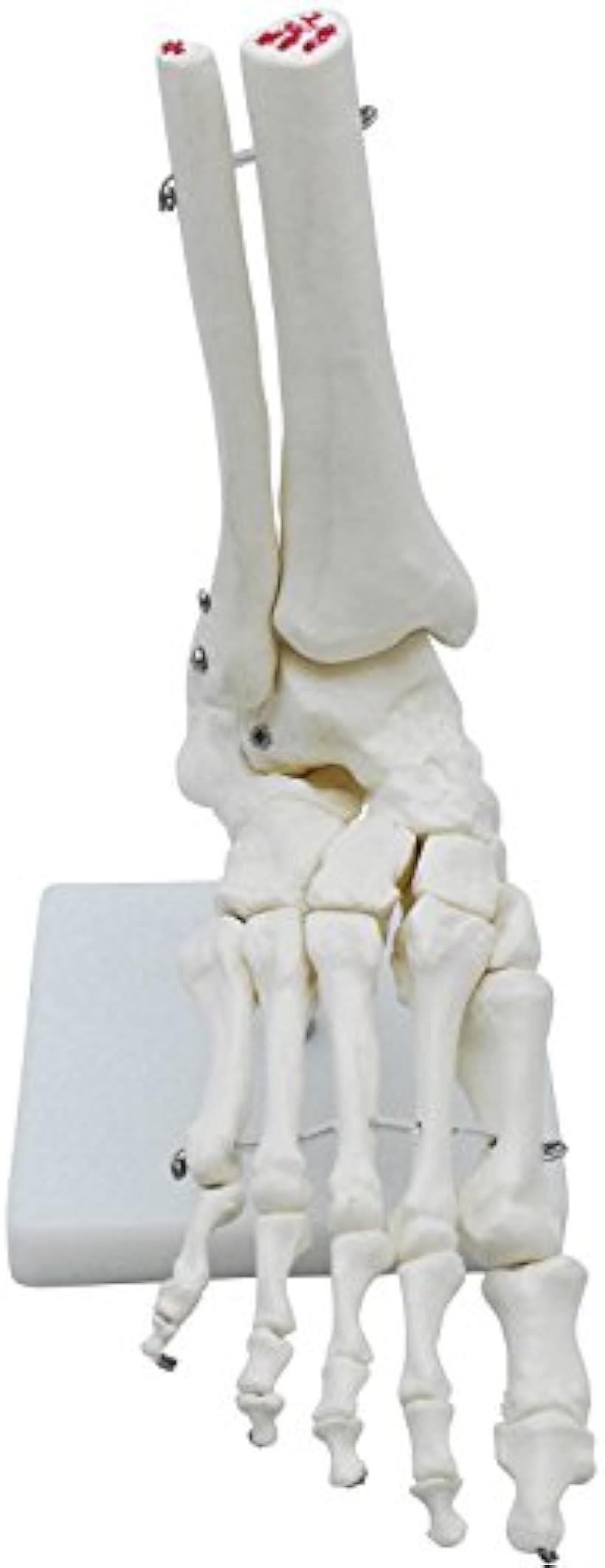 �ڳ�ŷ��󥭥�1�����ޡ�­����ǥ� ­���Ϸ� �� ���Ϸ� ­�� ��­ ɸ�� ���꥿���� (­�� ���꥿����)