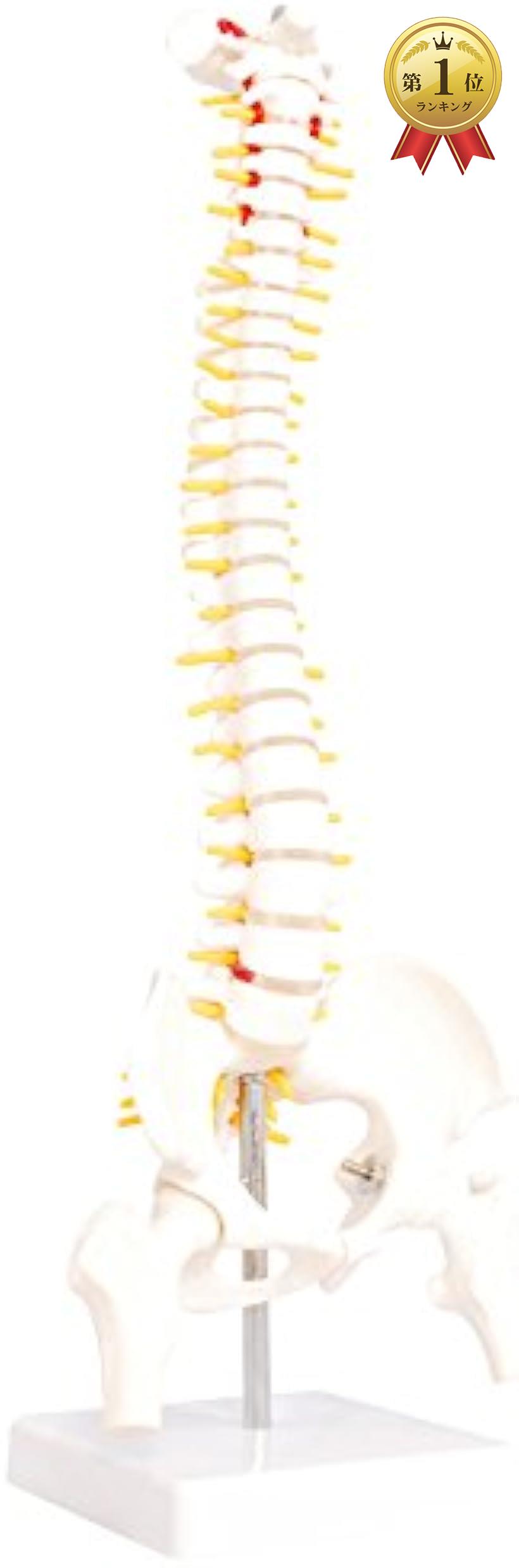 人体模型 脊椎骨盤模型 脊柱 脊髄 背骨 腰椎 股 関 節 1/2 モデル あり(股 関 節 あり)