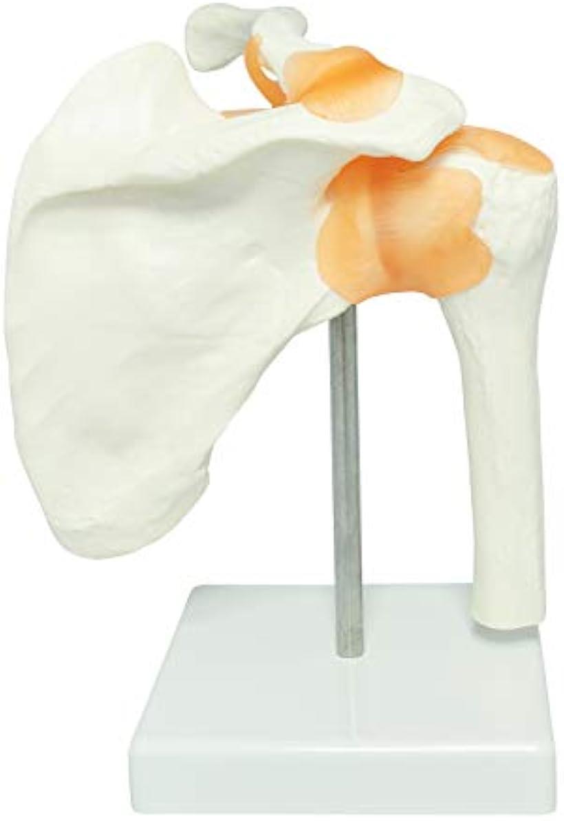 肩甲骨 肩関節 鎖骨 模型 モデル 人体 骨格模型 標本 靭帯 医学 学習用 稼動 右肩 台座 取外し (右肩 台座 取外し)