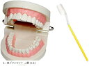 c my select 歯 模型 歯列模型 歯模型 実物大 モデル 180度 開閉式 歯ブラシ セッ ...