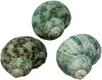 エデンの貝殻 ヤドカリのおうち 宿替え用 ミドリの貝殻 3個入（Mサイズ 高さ 35-39mm）[S37-3]
