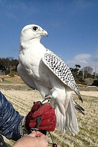 ペットグローブ キャンプ バーベキュー 手袋 園芸 動物 爬虫類 噛みつき 引っかき 耐熱 厚手 イエロー(黄色、 60cm)通販格安セール情報 楽天 通販