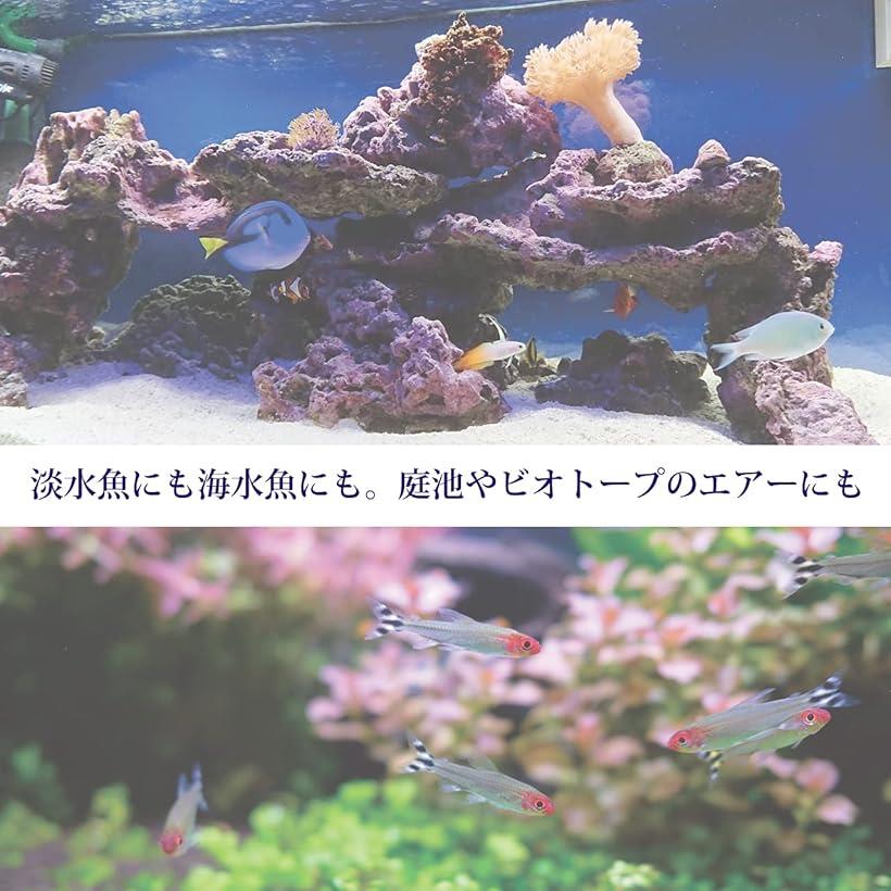 �ڳ�ŷ��󥭥�1�����ޡۥ������ȡ��� �����ݥ�� �� �������ꥦ�� ø�� ���� �����졼����� Ǯ�ӵ� ���� ľ��10.7cm (ľ��10.7cm)