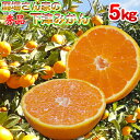 温州みかん 馬場さん家の下津みかん【秀品】 5kg和歌山県産 下津みかん 早生みかん・中生みかん2箱以上購入で送料無料 贈り物/お歳暮/ギフト/プレゼント
