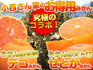 【和歌山 みかん 送料無料】お買い得品 4.5kg 小西さん家のデコみかん・せとかみかん！ 【産地直送】 和歌山県産 高級みかんを食べ比べ！ デコみかん（デコポン） 3.5kg せとかみかん 1kg 2個購入で送料無料！ キャッシュレス5％還元・消費者還元