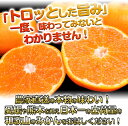 ◆産地直送◆小西さん家の 訳あり 蔵出しミカン 5kg 和歌山 みかん 送料無料（2箱以上購入で送料無料）高級ブランド 無印みかん 和歌山みかん 温州みかん 下津みかん 熟成 ミカン 蜜柑 家庭用 箱売り 甘い 国産