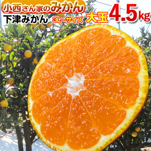 【超お買得】 みかん 送料無料 美味シティの下津みかん 大玉サイズドッカ〜ンと4.5kg 2個購入で送料無料和歌山県産 下津みかん 大玉で美味しいのは当店だけ! 大玉 ミカン 和歌山 大玉みかん 甘い おいしい