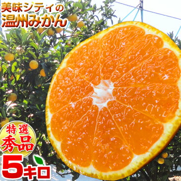 【贈り物】【和歌山 みかん】数量限定！美味シティの特選秀品 下津ミカン 5kg 2個購入で送料無料！ 和歌山県産 温州みかん 下津みかん 極早生みかん 早生みかん 中生みかん 和歌山みかん オレンジ ミカン キャッシュレス5％還元・消費者還元