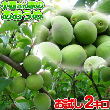 青梅 【お試し】小西さん家の青梅 南高梅 2kg【ちょっと訳あり】2022年度産 【産地直送/お取り寄せ】和歌山産 数量限定 M〜3Lサイズ不全別 (梅酒・梅シロップ用) 送料無料（北海道・沖縄は除く）あおうめ 青うめ