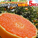 【わけありご家庭用】上森さん家の蔵出しみかん 5kg 温州みかん 高級ブランド 蔵出しみかん みかん 送料無料 和歌山県産 下津みかん 有田みかんとは一味違う絶...