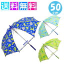 キッズ 傘 恐竜 50cm 子供 傘 きょうりゅう 恐竜 ダイナソー(4)