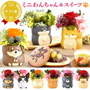 \最強翌日配送!/ 誕生日プレゼント お礼 挨拶 産休 お祝い 花 ギフト フラワー アレンジメント プリザーブドフラワー 枯れない花 動物 置物 インテリア 犬 おしゃれ かわいい 送料無料 プレゼント スイーツ お菓子 和菓子 どら焼き 帰省土産 お中元 御中元 おいもや