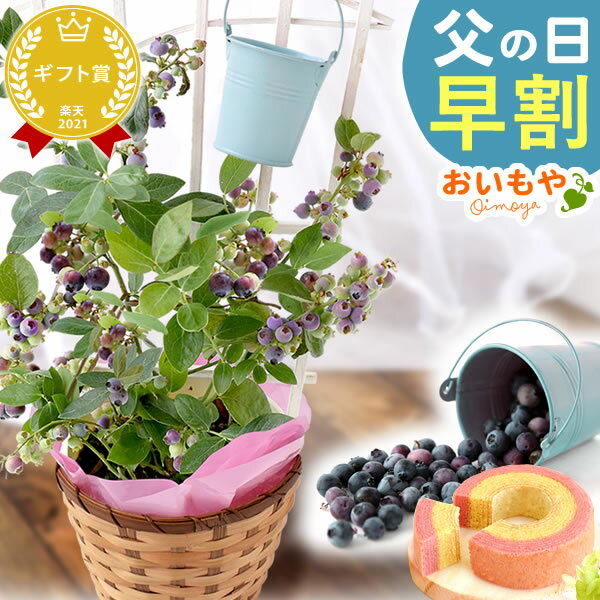 ＼今の早割15日まで！／ 父の日 ギフト 早割 プレゼント 2024 花 生花 アレンジメント 鉢植え ブルーベリー ベリー …