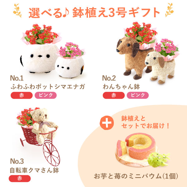 ＼本日23:59まで！ポイント4倍／ 敬老の日 ギフト プレゼント 早割 人気 花 生花 鉢植え 鉢花 カランコエ 3号 動物 犬 いぬ シマエナガ くま かわいい スイーツ お菓子 洋菓子 花とお菓子 60代 70代 80代 90代 おじいちゃん おばあちゃん 孫 孫から 送料無料 おいもや oimoya-10002880 おいもや サンプル画像3