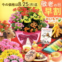 \今の早割25日まで!/ 敬老の日 プレゼント ギフト 早割 花 花鉢 鉢花 鉢植え 生花 カランコエ アザレア ベゴニア 匂い桜 動物 犬 どら焼き バウムクーヘン 干し芋 芋けんぴ カステラ あんみつ 送料無料 スイーツ お菓子 和菓子 洋菓子 メッセージカード おいもや