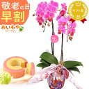 \早割!/ 敬老の日 プレゼント ギフト 花 胡蝶蘭 ミディ コチョウラン 蘭 ラン 鉢植え 生花 鉢花 お花 フラワーギフト 花とスイーツ バウムクーヘン 苺...