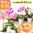 \今の早割25日まで!/ 敬老の日 プレゼント ギフト 早割 花 鉢植え 蘭 胡蝶蘭 ミディ 2.5号 選べる 6種 産地直送 洋蘭園 バウムクーヘン おしゃれ かわいい インテリア 送料無料 スイーツ お菓子 洋菓子 メッセージカード おいもや
