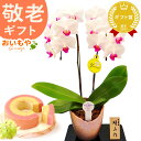 \早割!/ 敬老の日 プレゼント ギフト 早割 花 胡蝶蘭 コチョウラン ミディ フラワーギフト 蘭 鉢植え 花鉢 鉢花 花とスイーツ バウムクーヘン 送料無料...