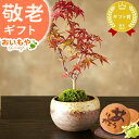 \ポイント3倍&100円クーポン/ まだ間に合う 敬老の日 プレゼント ギフト 花 盆栽 ミニ 鉢植え 紅葉 もみじ 花鉢 観葉植物 ミニ盆栽 手のひら 苔盆栽 苔 おしゃれ どら焼き 送料無料 スイーツ お菓子 和菓子 メッセージカード おいもや