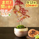 \まだ間に合う★150円クーポン/ 敬老の日 プレゼント ギフト 花 盆栽 ミニ 鉢植え 紅葉 もみじ 花鉢 観葉植物 ミニ盆栽 手のひら 苔盆栽 苔 おしゃれ...