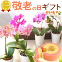 \ポイント3倍&100円クーポン/ まだ間に合う 敬老の日 プレゼント ギフト 花 鉢植え 蘭 胡蝶蘭 ミディ 2.5号 選べる 6種 産地直送 洋蘭園 バウムクーヘン おしゃれ かわいい インテリア 送料無料 スイーツ お菓子 洋菓子 メッセージカード おいもや