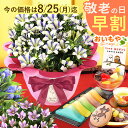 \今の早割25日まで!/ 敬老の日 プレゼント ギフト 早割 花 りんどう 竜胆 リンドウ 生花 花鉢 孫 ありがとう どら焼き バウムクーヘン 干し芋 芋けんぴ かりんとう カステラ ようかん あんみつ 送料無料 スイーツ お菓子 和菓子 洋菓子 メッセージカード おいもや