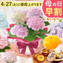 ＼4月27日お値段上がります／ 母の日 早割 プレゼント ははの日 花 生花 ギフト 選べる アジサイ 紫陽花 あじさい 4号 鉢花 花鉢 鉢植え 生花 希少 どら焼き どらやき スイートポテト サブレ みかんゼリー 送料無料 スイーツ お菓子 和菓子 洋菓子 ギフトセット おいもや