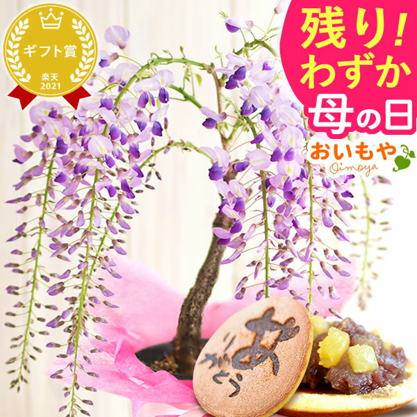 自宅でお花見が楽しめる盆栽桜 桜盆栽　苔ももと桜 炎彩コップ付き送料無料　2024年花芽付の桜盆栽となります。