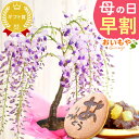 （山野草）盆栽　マツ（松）小苗ゴヨウマツ（五葉松）　樹高10cm程度　2．5～3号（1ポット）【HLS_DU】