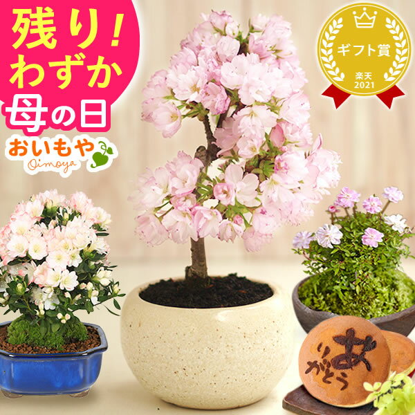 盆栽 松 黒松 樹高 約14cm くろまつ Pinus thunbergii クロマツ マツ科 常緑針葉樹 観賞用 小品 現品