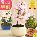 ＼早割！／ 母の日 早割 プレゼント ははの日 花 生花 ギ