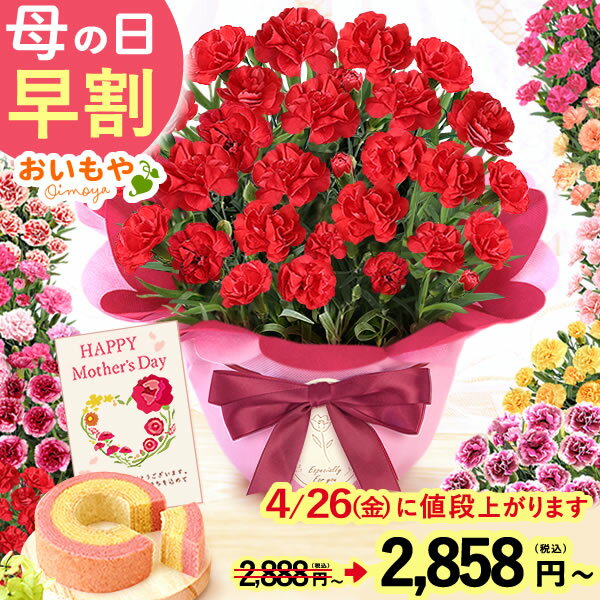 ＼0時に値段上がります／ 母の日 早割 プレゼント ははの日 花 生花 ギフト 鉢植え 希少 カーネーション 5号サイズ 4号 バウムクーヘン メッセージカード付き ラッピング 人気 おしゃれ かわいい 送料無料 スイーツ お菓子 洋菓子 ギフトセット おいもや