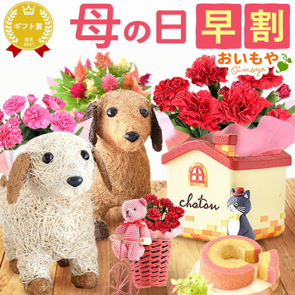 ＼本日エントリー4倍＆早割／ 母の日 プレゼント 花 生花 ギフト カーネーション ケイトウ 花鉢 鉢植...