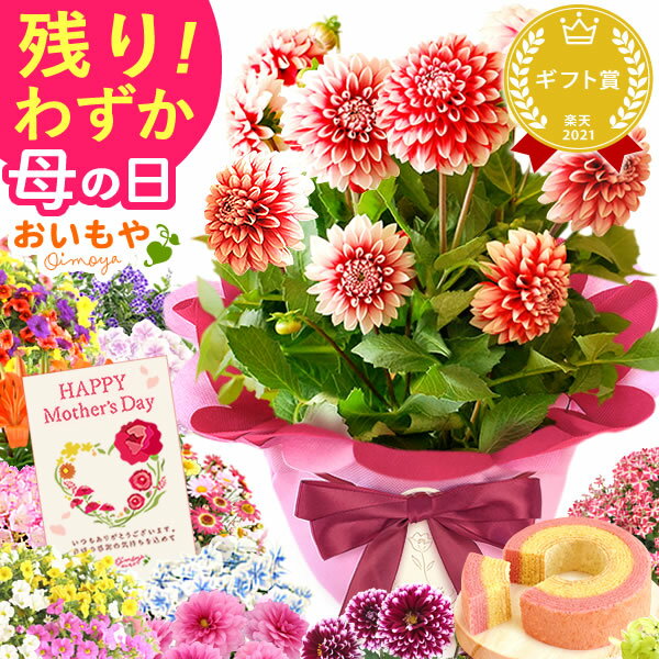 ＼最短翌日お届け！／ 母の日 プレゼント ははの日 花 ギフト 紫陽花 あじさい アジサイ 生花 鉢花 鉢植え 花鉢 ダリア マーガレット ユリ シャクナゲ ペチュニア ベゴニア バーベナ ジャスミン 送料無料 スイーツ お菓子 洋菓子 ギフトセット おいもや