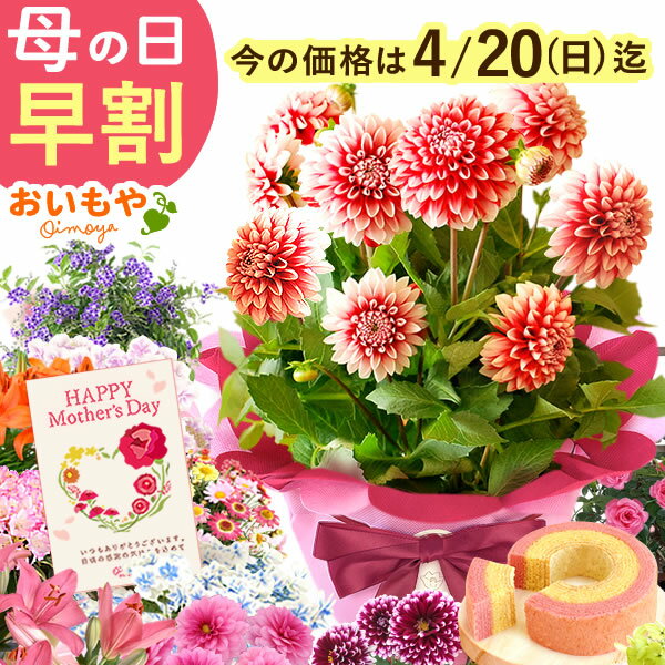 楽天市場】母の日 早割(種類(植物)ダリア)(花・ガーデン 楽天市場】母の日 早割(種類(植物)ダリア)(花・ガーデン
