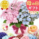 ＼最終受付中！／ 母の日 プレゼント ははの日 花 生花 ギフト あじさい アジサイ 紫陽花 2色植え 5号鉢 鉢花 鉢植え 希少 苺バウム 送料無料 スイーツ お菓子 洋菓子 ギフトセット 花とお菓子 おいもや