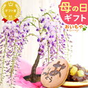 ＼まだ間に合う！／ 母の日 プレゼント ははの日 花 生花 