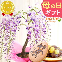 ＼まだ間に合う！／ 母の日 プレゼント ははの日 花 生花 ギフト 藤 ふじ フジ 藤...