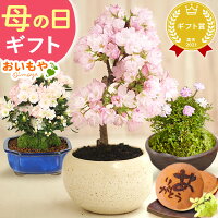 ＼まだ間に合う！／ 母の日 プレゼント ははの日 花 生花 ギフト 桜 さくら つつじ...