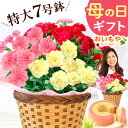 ＼最終受付中！／ 母の日 プレゼント ははの日 花 生花 ギフト ミックス カラフル カーネーション 7号 特大 花鉢 寄せ植え 鉢植え 希少 ピンク 赤 黄色 色 人気 楽天ランキング1位 送料無料 スイーツ お菓子 洋菓子 ギフトセット おいもや