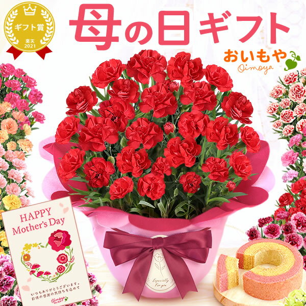 ＼まもなく終了★250円クーポン！／ 母の日 プレゼント ははの日 花 生花 ギフト 鉢植え 希少 カーネーション 5号サイズ 4号 バウムクーヘン メッセージカード付き ラッピング 人気 おしゃれ かわいい 送料無料 スイーツ お菓子 洋菓子 ギフトセット おいもや