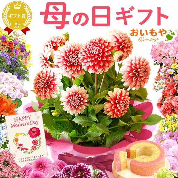 ＼まだ間に合う！／ 母の日 プレゼント ははの日 花 ギフト 紫陽花 あじさい アジサイ 生花 鉢花 鉢植え 花鉢 ダリア マーガレット ユリ シャクナゲ ペチュニア ベゴニア バーベナ ジャスミン 送料無料 スイーツ お菓子 洋菓子 ギフトセット おいもや