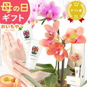 鉢植え 母の日向き（5000円程度） ＼本日エントリー3倍／ 母の日 プレゼント ははの日 花 生花 ギフト 胡蝶蘭 ミディ 蘭 ラン 鉢花 鉢植え 生花 パプリカ サクラン ハンドクリーム お祝い おしゃれ 可愛い かわいい バウムクーヘン 送料無料 スイーツ お菓子 洋菓子 ギフトセット おいもや