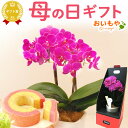 ＼本日エントリー4倍／ まだ間に合う 母の日 プレゼント ははの日 花 生花 ギフト 胡蝶蘭 ミディ 蘭 ラン 鉢花 鉢植え 3号 2本立ち 生花 ピンク キラキラ お祝い おしゃれ 可愛い かわいい バウムクーヘン 送料無料 スイーツ お菓子 洋菓子 ギフトセット おいもや