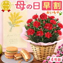 ＼早割ラスト★28日まで！／ 母の日 早割 プレゼント ははの日 花 生花 ギフト カーネーション 4号 4号鉢 タペストリー インテリア 実用的 バターサンド クッキー スイートポテト サブレ おしゃれ 送料無料 スイーツ お菓子 洋菓子 ギフトセット おいもや